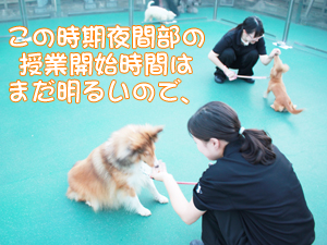 夜間部の時間帯にお散歩♪
